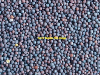 Rasina Vetch Seed 55mt Available Now