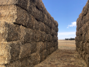 100mt Wheaten Hay 600kg 8x4x3 Bales