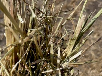 1200 X Oaten Hay 4.5X4 Round Bales