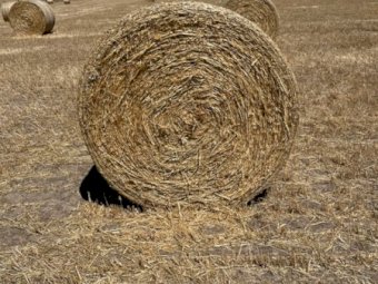 1200 X Oaten Hay 4.5X4 Round Bales