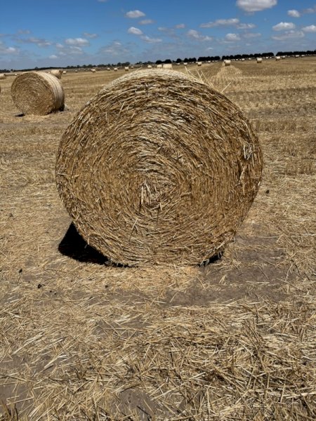 400 X Wheaten Straw 4.5X4 Round Bales