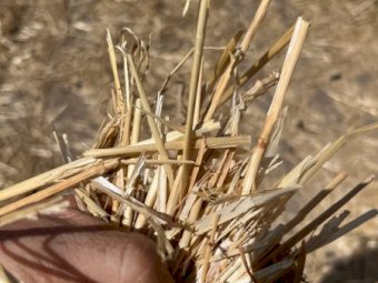 400 X Wheaten Straw 4.5X4 Round Bales