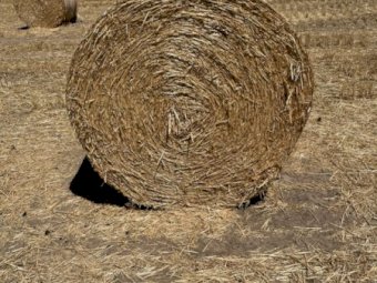 200 X Barley Straw 4.5X4 Round Bales