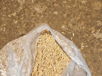 25MT Yiddah Oats