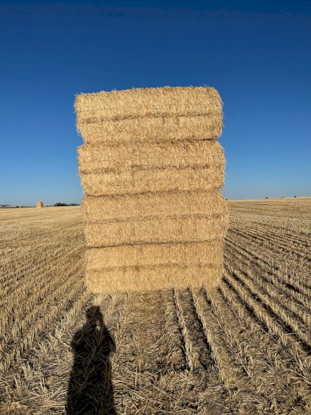 250MT Wheaten Straw 8X4X3 Large Square Bales