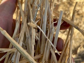250MT Wheaten Straw 8X4X3 Large Square Bales