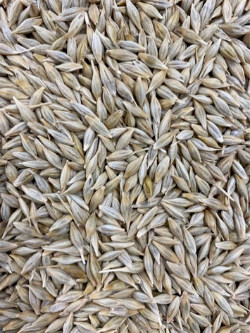 20MT Cape Barley Seed