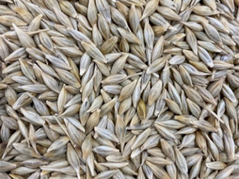 20MT Cape Barley Seed