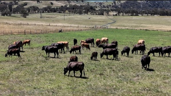 15 X Red & Black 6 Month Old Full Blood Wagyu Calves (Price is per Kg)