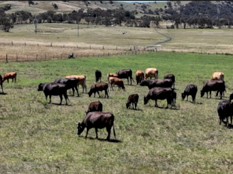 15 X Red & Black 6 Month Old Full Blood Wagyu Calves (Price is per Kg)