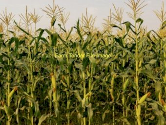Standing Corn Crop For Sale