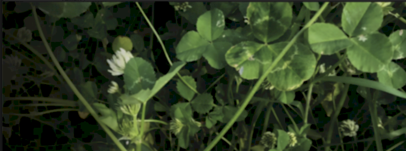 Single Super ex Port Kembla