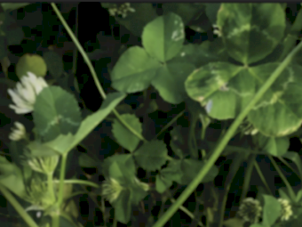 Single Super ex Port Kembla