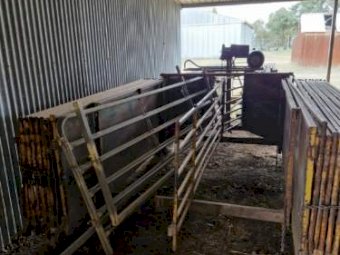 McDougall portable sheep yards