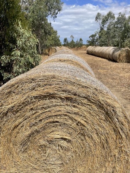 120 X Oaten Hay 5X4 Round Bales