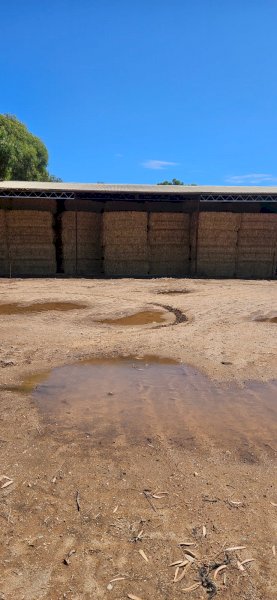 Wheaten Hay 8x4x3 Bales