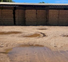 Wheaten Hay 8x4x3 Bales