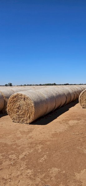 Barley Hay 5x4 Rolls