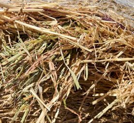 Barley Hay 5x4 Rolls