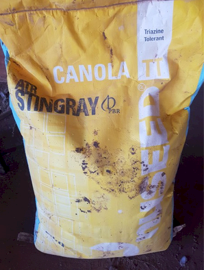 Stingray  conola seed TT