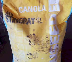 Stingray  conola seed TT