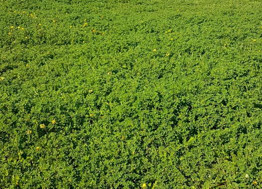 Dalkeith, Nungarin, Geraldton Sub Clover- For Sale