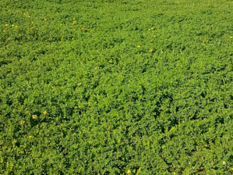 Dalkeith, Nungarin, Geraldton Sub Clover- For Sale