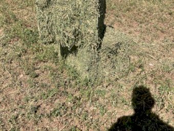 7000 x Lucerne Hay in Bale Barron packs of 21