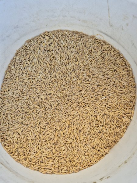 40 mt Goldie Oats