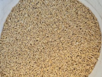 40 mt Goldie Oats