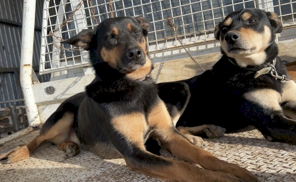 2 Working Kelpies