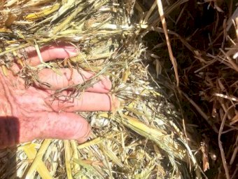 Vetch and Barley Hay 8x4x3 Bales
