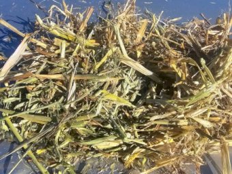 Vetch and Barley Hay 8x4x3 Bales