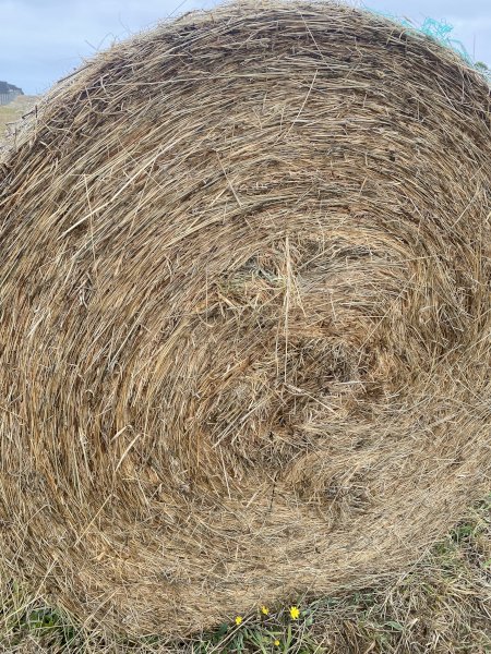 37 Pasture Hay Rolls