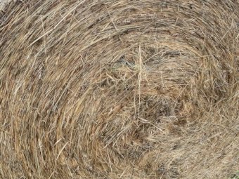 37 Pasture Hay Rolls