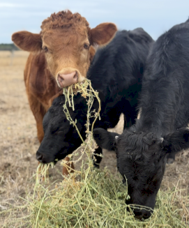 Dexter’s X Lowline Small Bull Calves