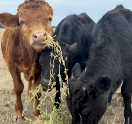 Dexter’s X Lowline Small Bull Calves