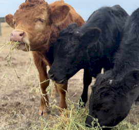 Dexter’s X Lowline Small Bull Calves