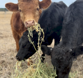 Dexter’s X Lowline Small Bull Calves