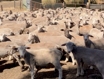 375 WS and Suffolk x lambs.