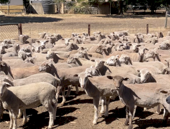 375 WS and Suffolk x lambs.