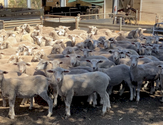 375 WS and Suffolk x lambs.