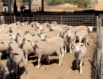 375 WS and Suffolk x lambs.