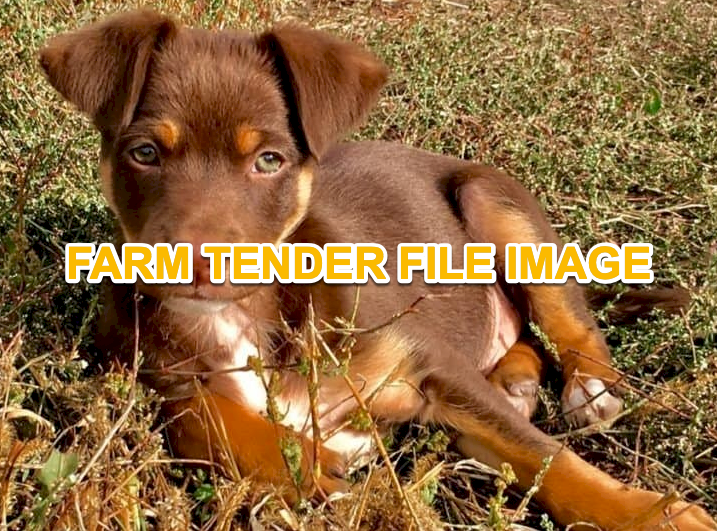 WANTED Brown Male Kelpie Pup