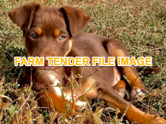 WANTED Brown Male Kelpie Pup