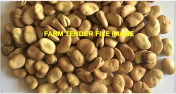 60MT Faba Beans