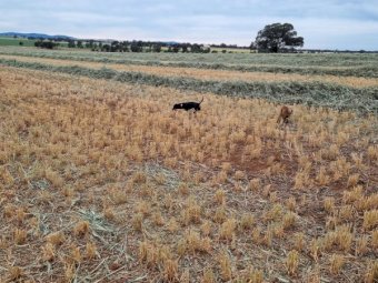 80m/t Wheaten Hay 8x4x3 Bales