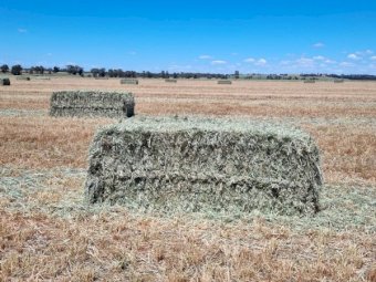 80m/t Wheaten Hay 8x4x3 Bales