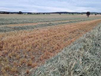 80m/t Wheaten Hay 8x4x3 Bales