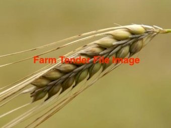 90mt BAR1 Barley